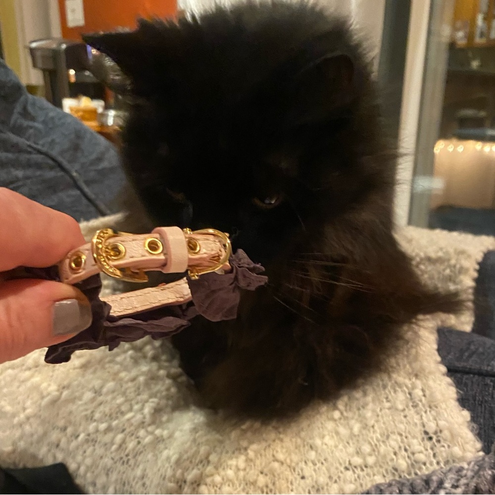 Juicy Couture Pet Collar - Picture 4 of 8